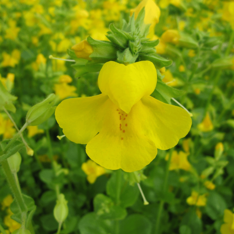 Mimulus Guttatus Common Monkeyflower