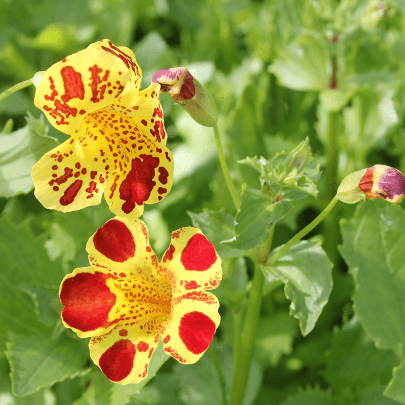 Mimulus Luteus Queens Prize