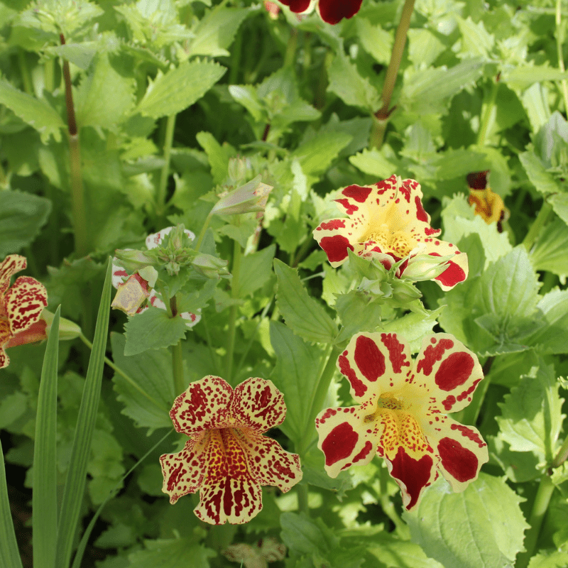 Mimulus Luteus Queens Prize