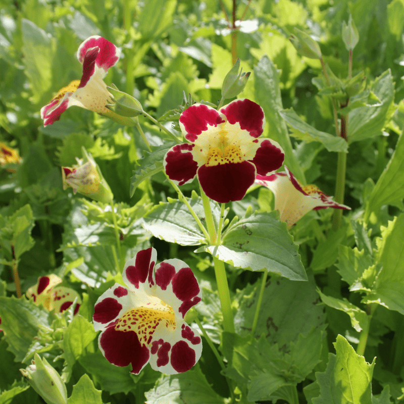 Mimulus Luteus Queens Prize