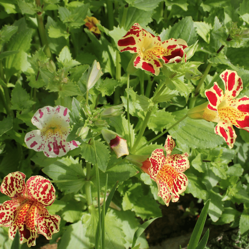 Mimulus Luteus Queens Prize