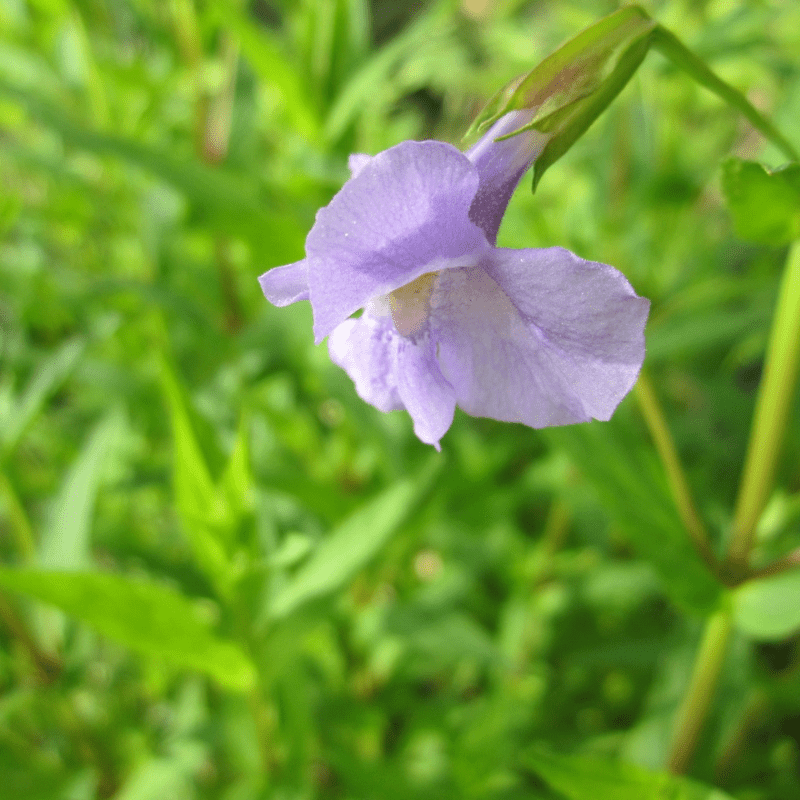 Mimulus Ringens Lavender Musk