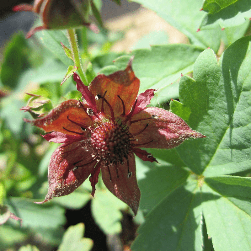 Potentilla Palustris Marsh Cinquefoil