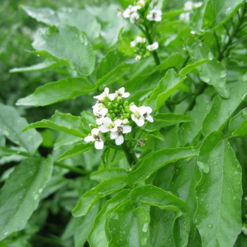 Rorippa Nasturtium Aquaticum Water Cress