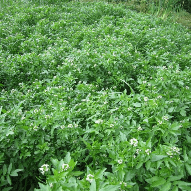 Rorippa Nasturtium Aquaticum Water Cress