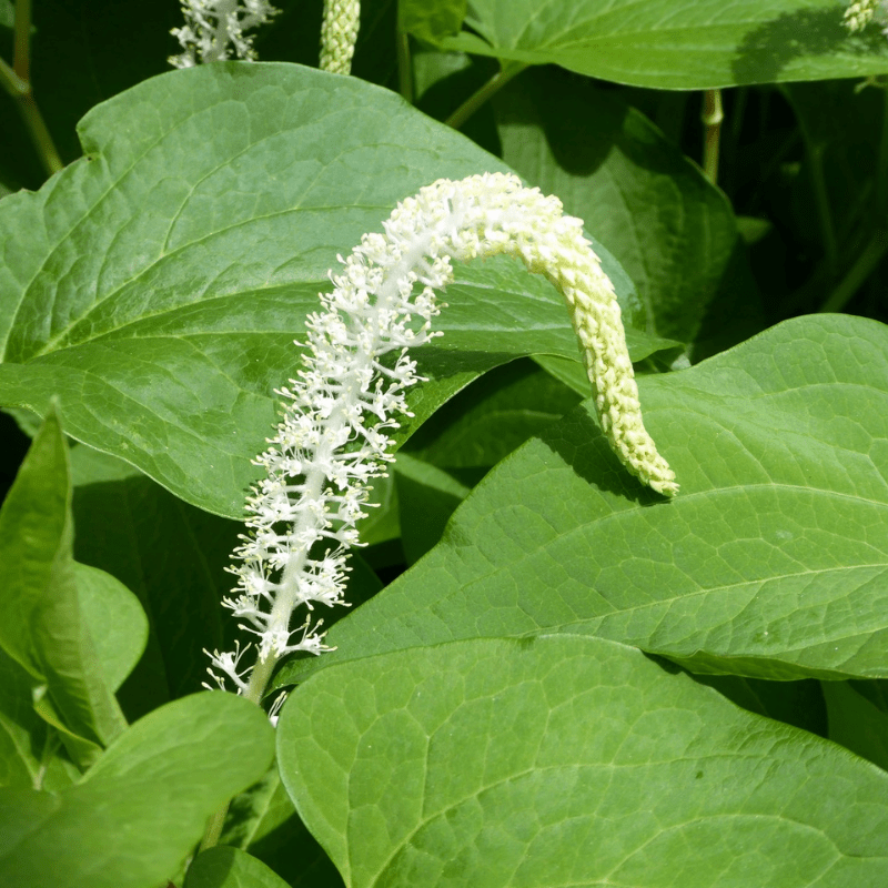 Saururus Cernuus Lizards Tail