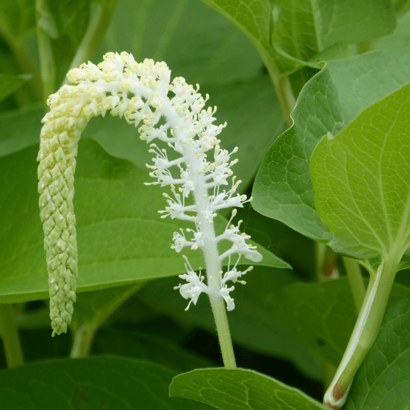 Saururus Cernuus Lizards Tail