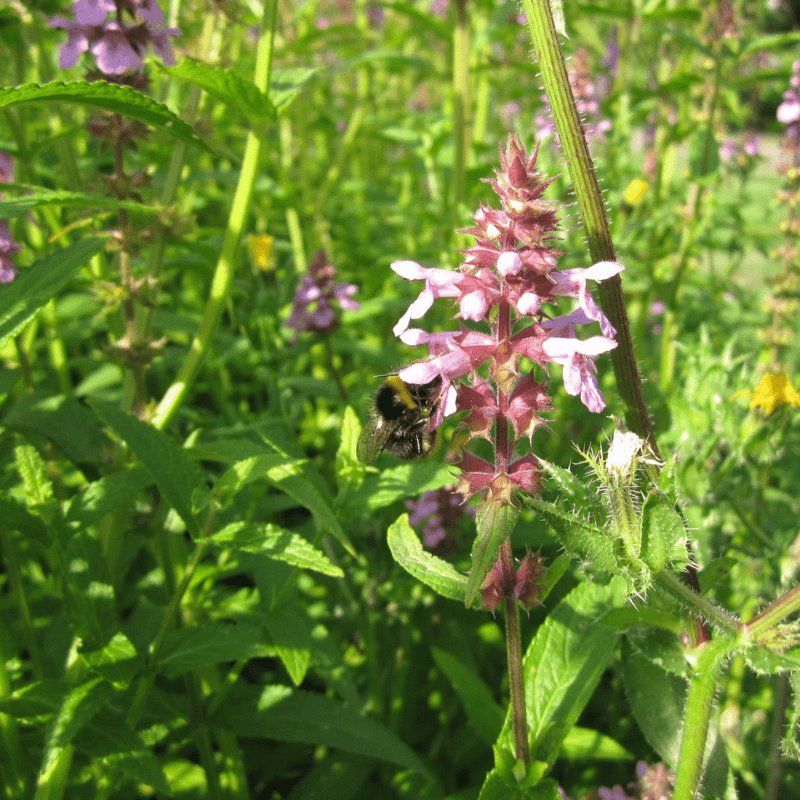 Stachys Palustris Marsh Woundwort