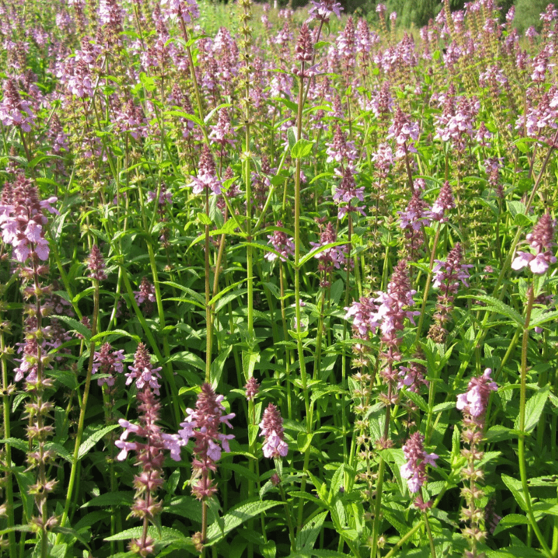 Stachys Palustris Marsh Woundwort