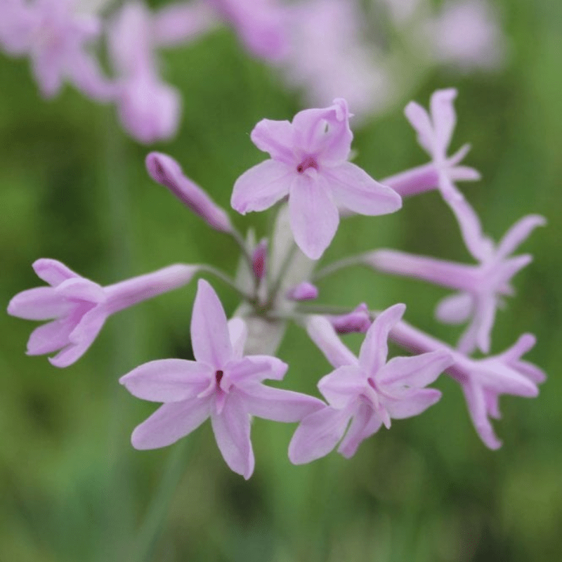 Tulbaghia Violacea Society Garlic