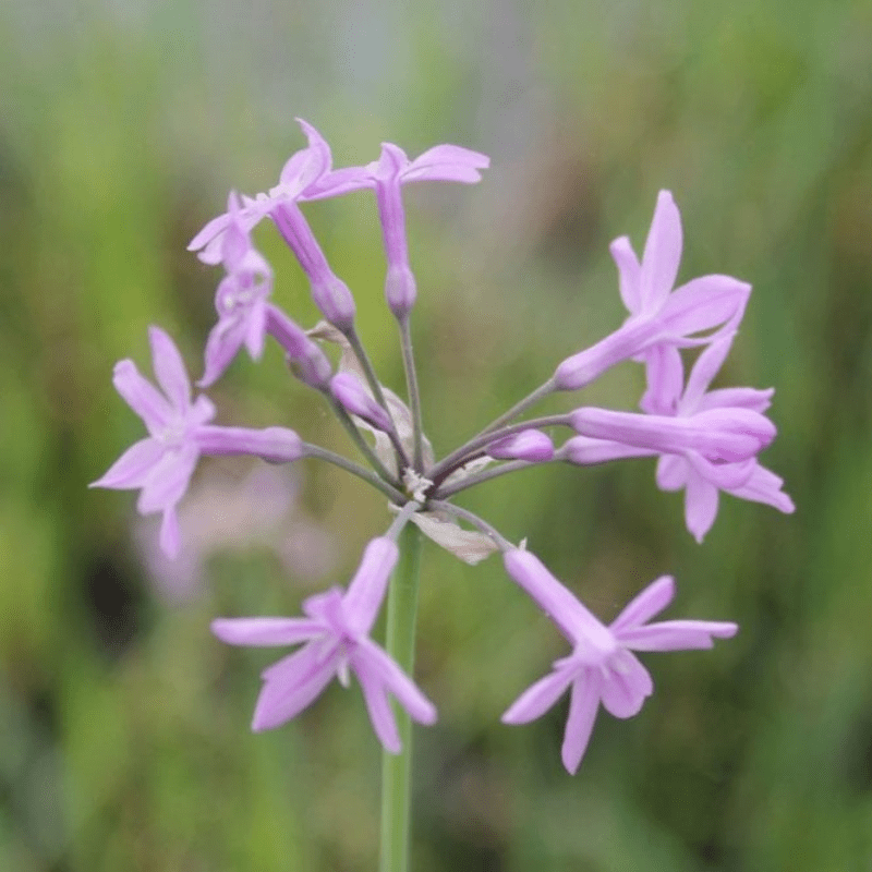 Tulbaghia Violacea Society Garlic