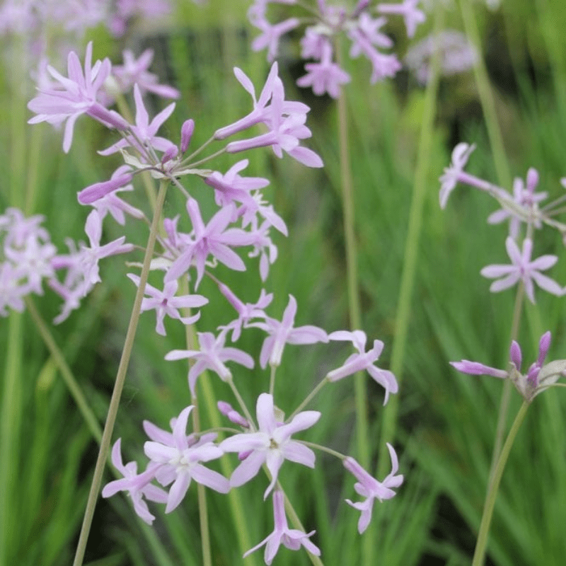 Tulbaghia Violacea Society Garlic