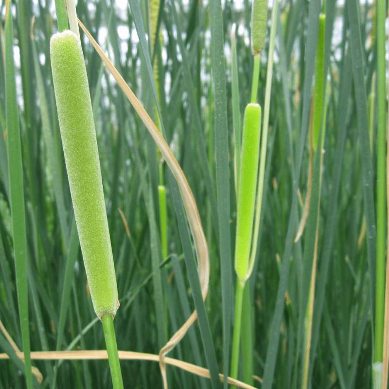 Typha Gracilis Bulrush