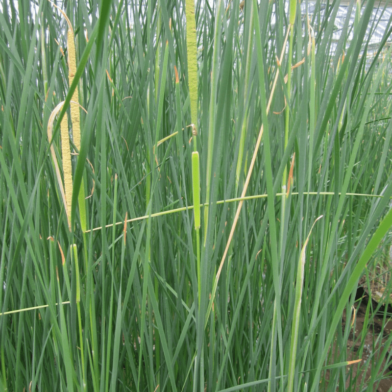 Typha Gracilis Bulrush