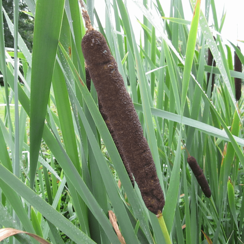 Typha Latifolia Common Bulrush