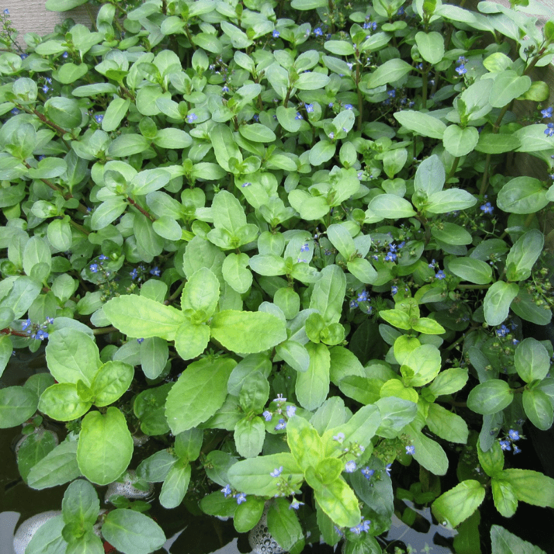 Veronica Beccabunga Brooklime