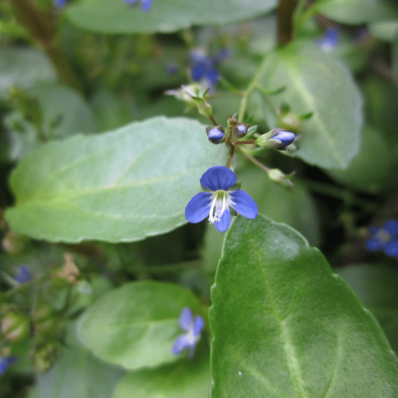 Veronica Beccabunga Brooklime