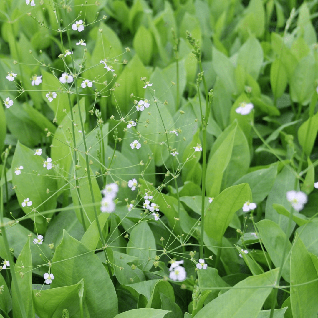 Alisma Plantago Aquaticum European Water Plantain - Real Aquatics