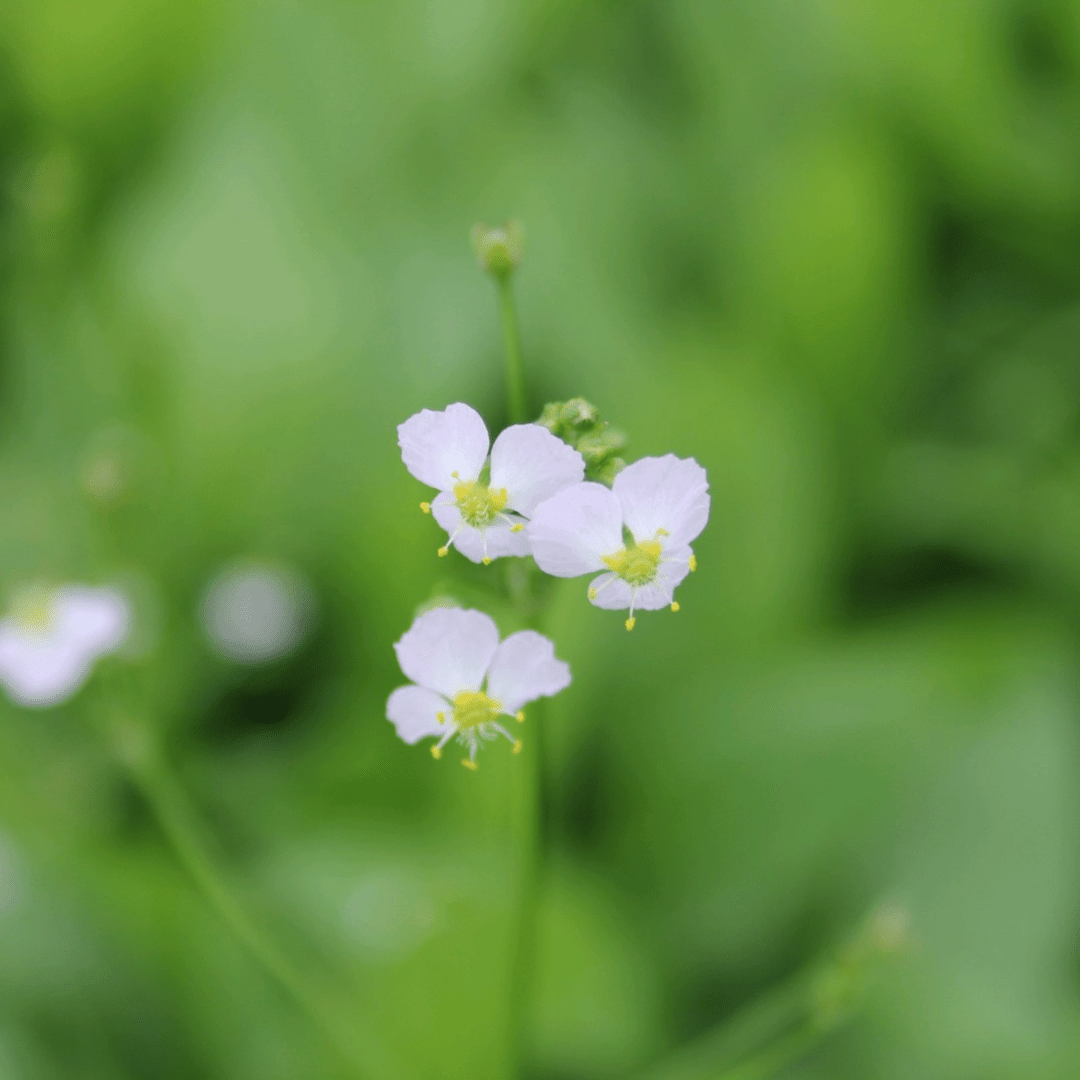 Alisma Plantago Aquaticum European Water Plantain - Real Aquatics