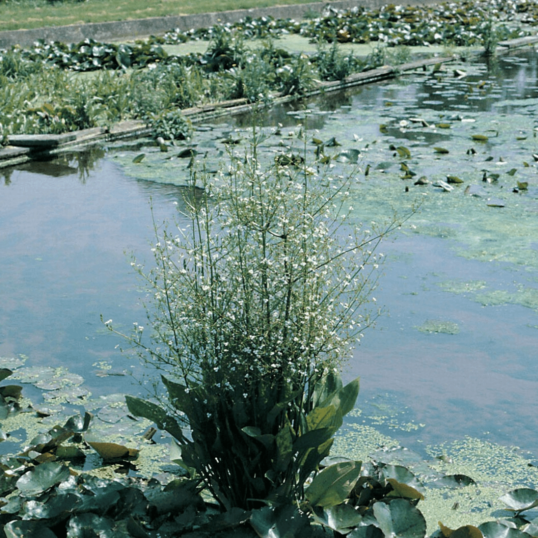 Alisma Plantago Aquaticum European Water Plantain - Real Aquatics