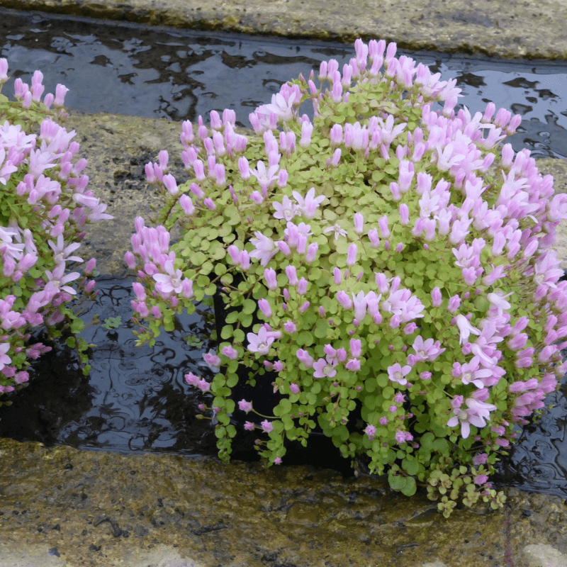 Anagallis Tenella Bog Pimpernel - Real Aquatics