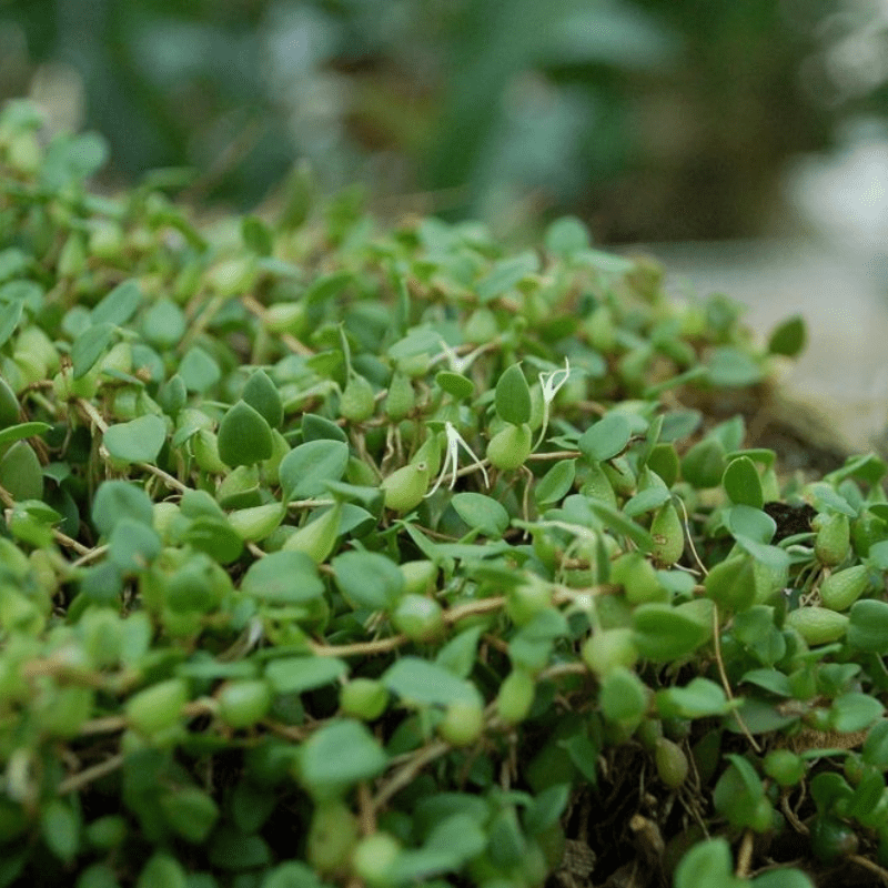 Anagallis Tenella Bog Pimpernel - Real Aquatics