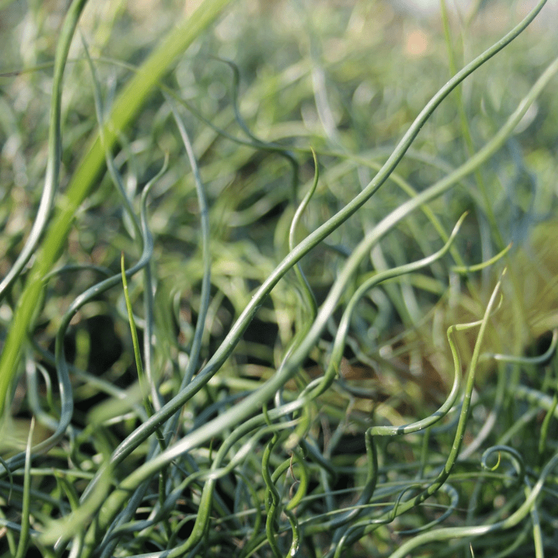 Juncus Effusus Spiralis Corkscrew Rush 3Ltr Pond Plant