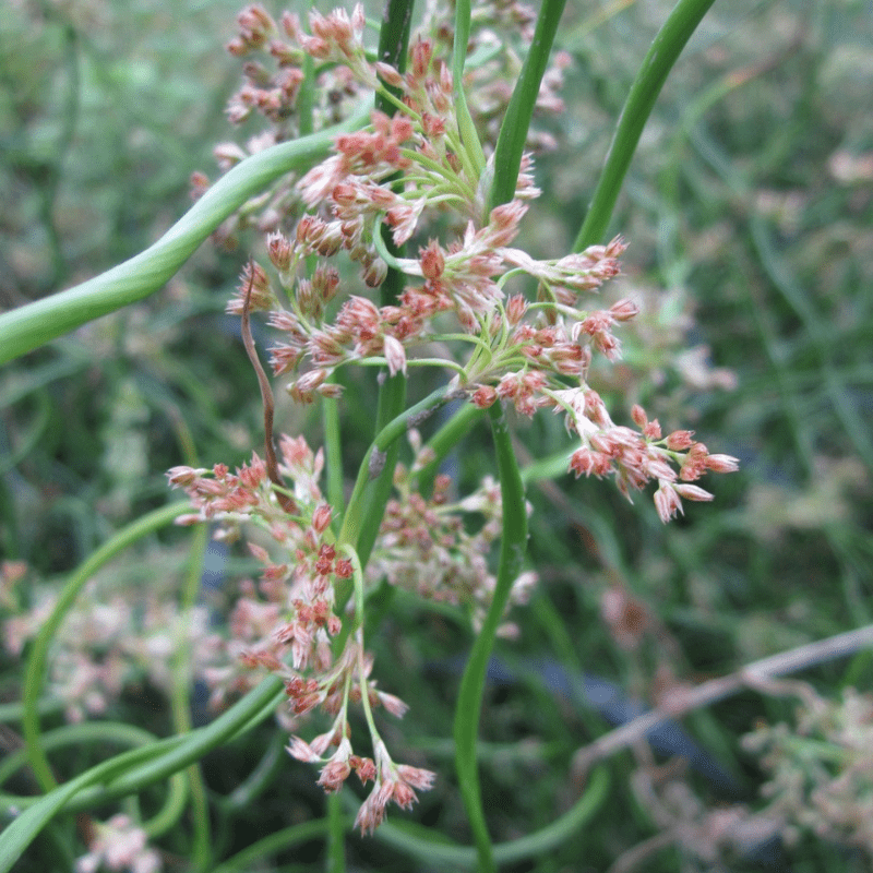 Juncus Effusus Spiralis Corkscrew Rush 3Ltr Pond Plant