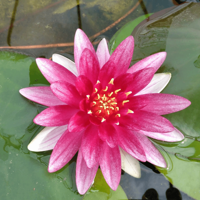 Nymphaea Alba var. Rubra Water Lily 3 Ltr