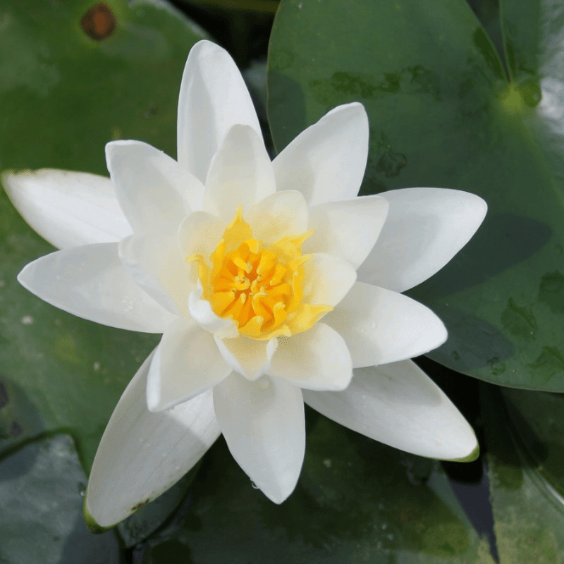 Nymphaea Albatross Water Lily 3 Ltr