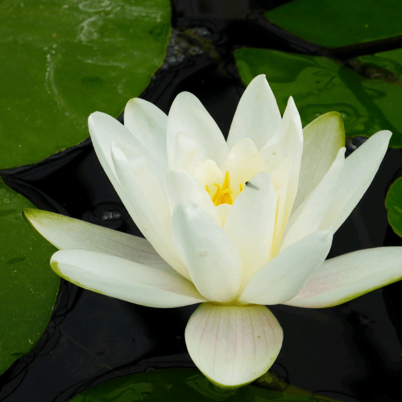 Nymphaea Albatross Water Lily 3 Ltr