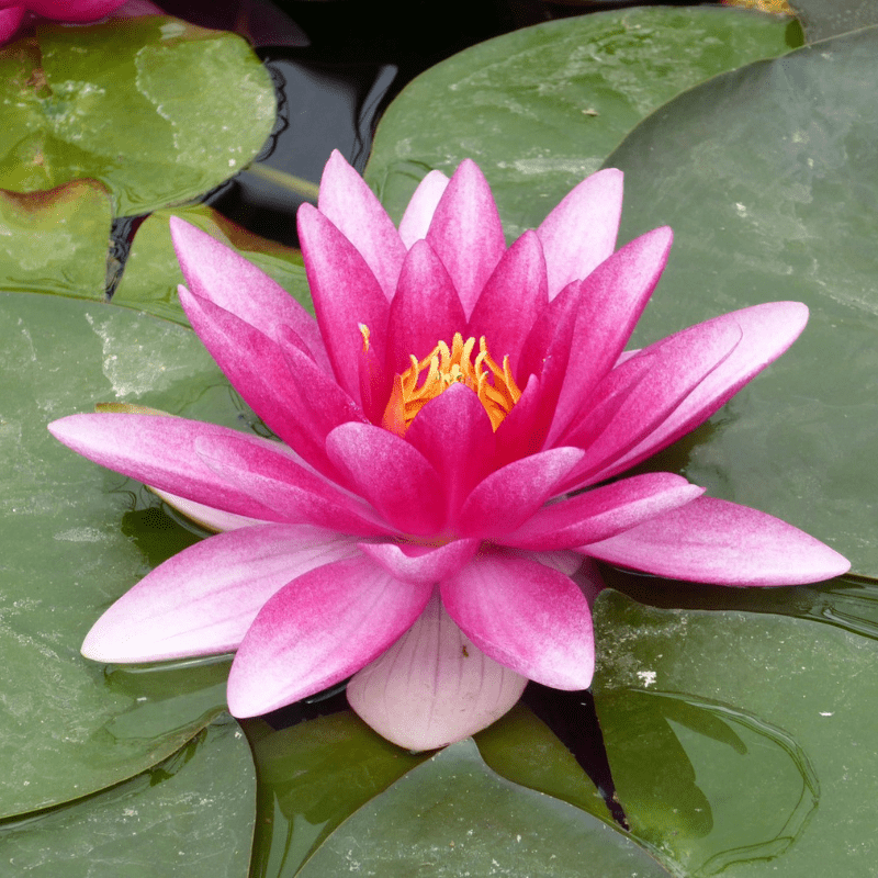 Nymphaea Charles de Meurville Water Lily 3 Ltr