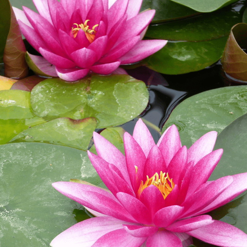 Nymphaea Charles de Meurville Water Lily 3 Ltr