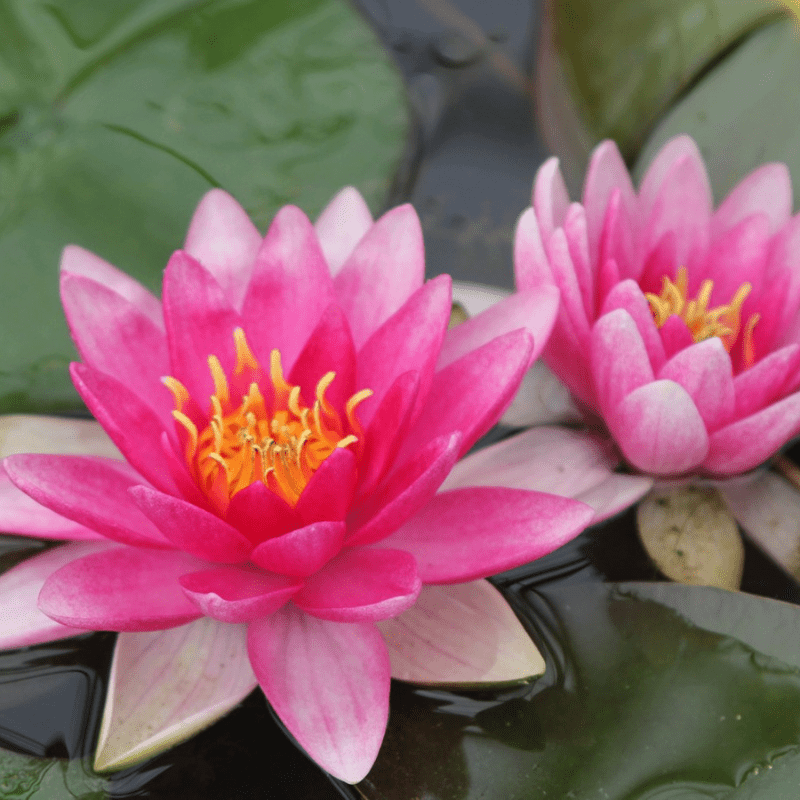 Nymphaea Charles de Meurville Water Lily 3 Ltr