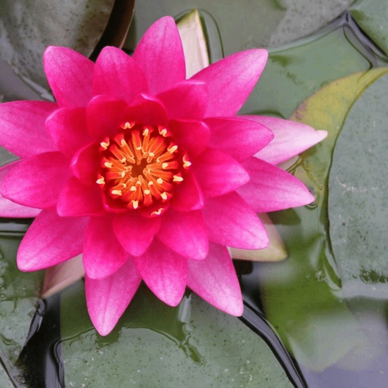 Nymphaea Charles de Meurville Water Lily 3 Ltr