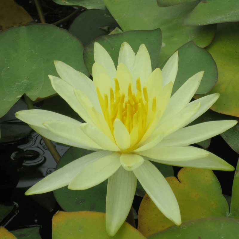 Nymphaea Colonel A J Welch Water Lily 3 Ltr