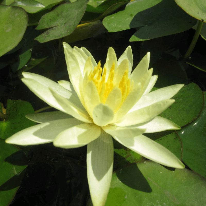 Nymphaea Colonel A J Welch Water Lily 3 Ltr