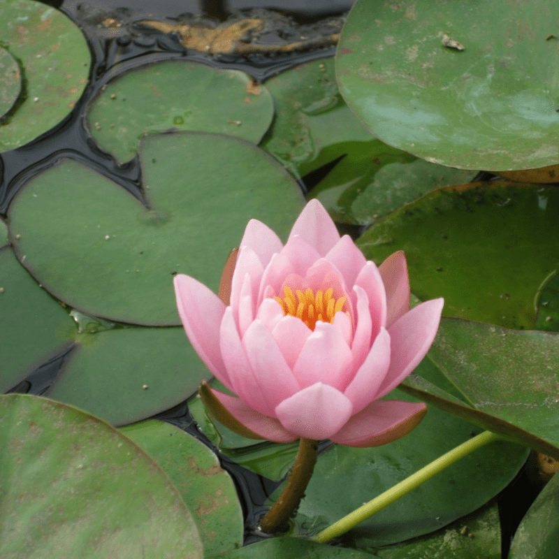 Nymphaea Marliacea Rosea Water Lily 3 Ltr