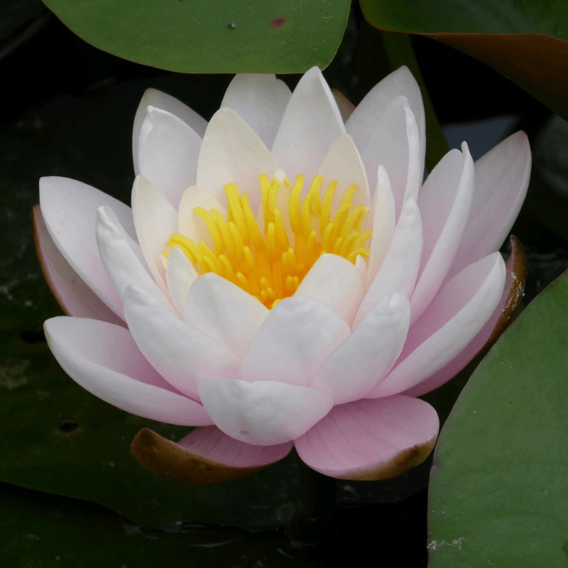 Nymphaea Marliacea Rosea Water Lily 3 Ltr