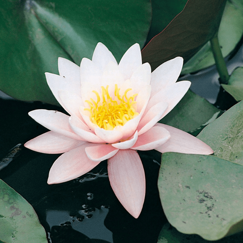 Nymphaea Marliacea Rosea Water Lily 3 Ltr