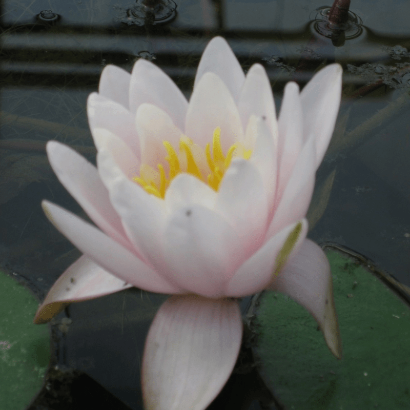 Nymphaea Marliacea Rosea Water Lily 3 Ltr