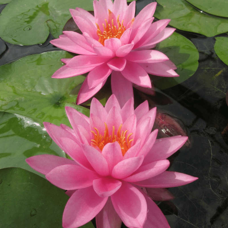 Nymphaea Mayla Water Lily 3 Ltr