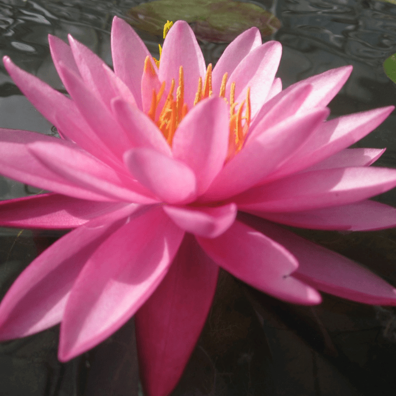 Nymphaea Mayla Water Lily 3 Ltr