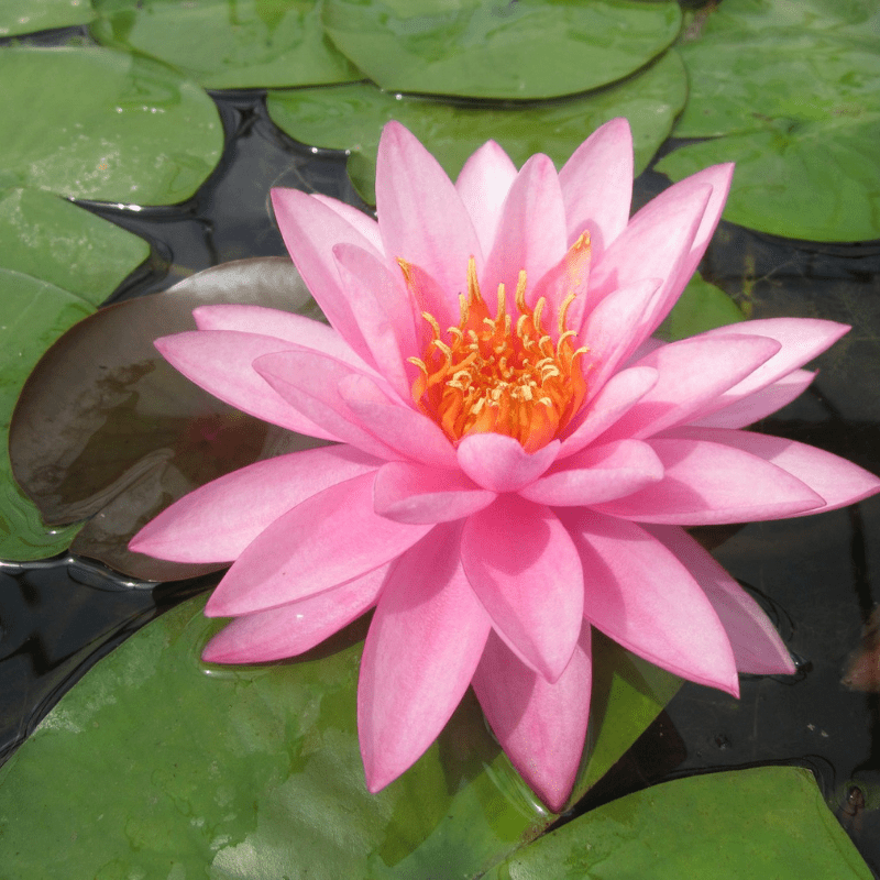 Nymphaea Mayla Water Lily 3 Ltr