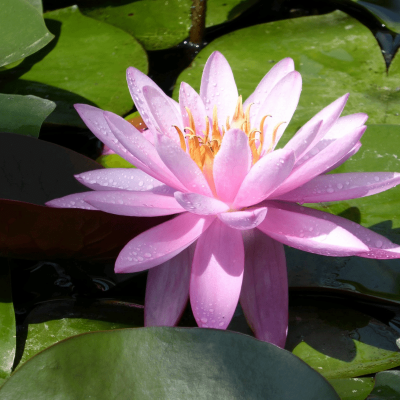 Nymphaea Mayla Water Lily 3 Ltr