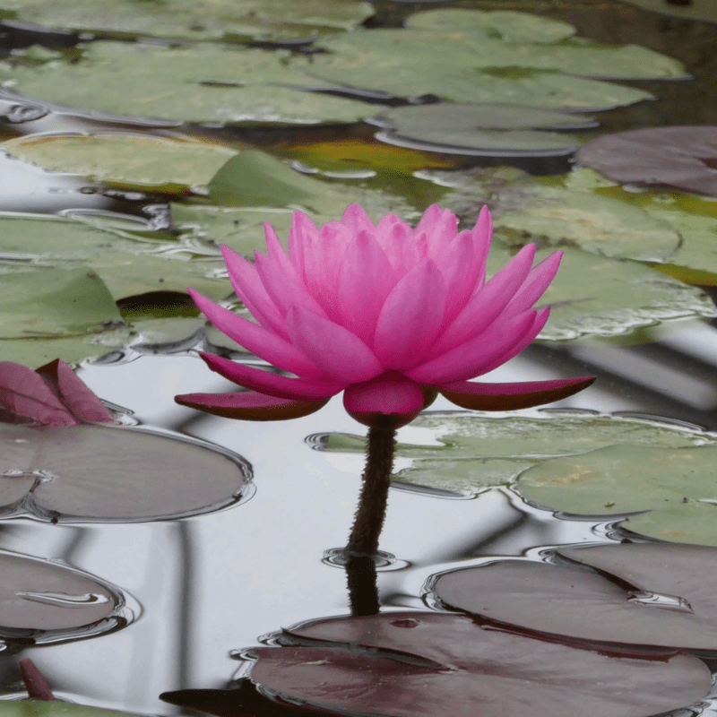 Nymphaea Mayla Water Lily 3 Ltr