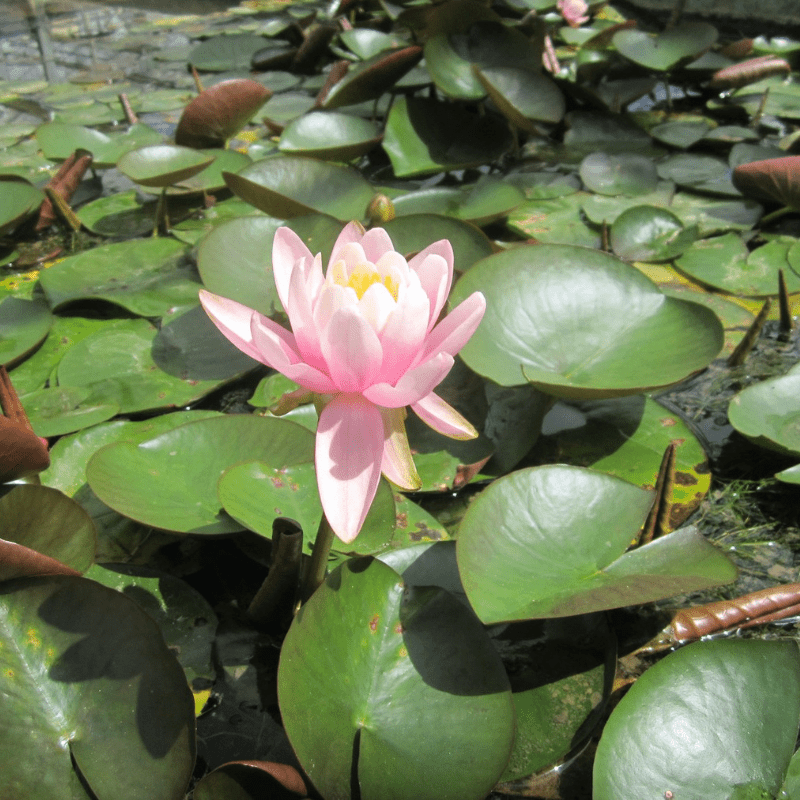 Nymphaea Odorata Firecrest Water Lily 3 Ltr