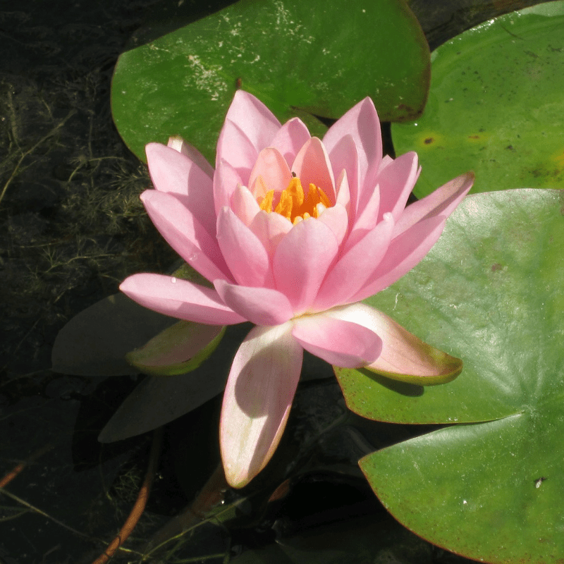 Nymphaea Odorata Firecrest Water Lily 3 Ltr