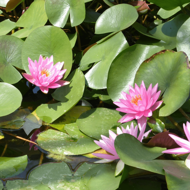 Nymphaea Rose Arey Water Lily 3 Ltr