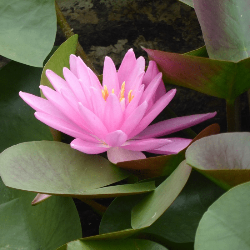 Nymphaea Rose Arey Water Lily 3 Ltr